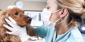 Educational resources for pet owners